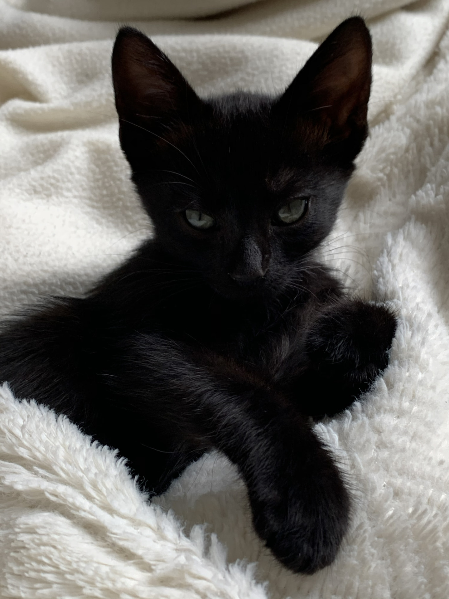 Cleopatra, a black cat resting on a white blanket